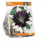 Baltus Lelie Lilium Asiatic Nettys Pride bloembollen per 1 stuks
